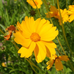 Coreopsis lanceolata – Meisjesogen