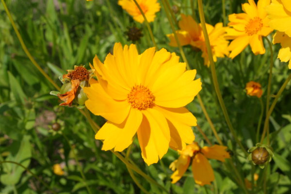 Coreopsis lanceolata – Meisjesogen