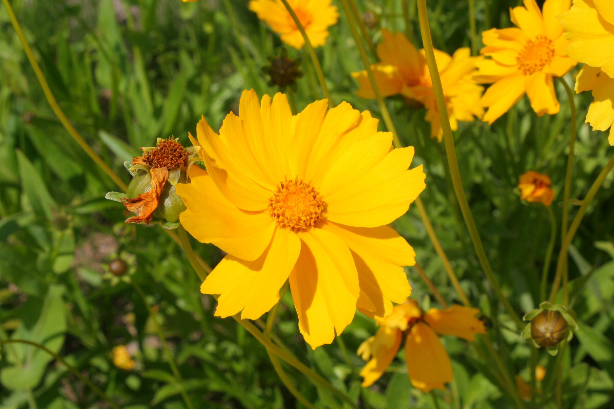 Coreopsis lanceolata – Meisjesogen