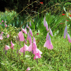 Dierama pulcherrimum – Engelenhengel