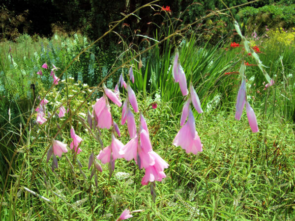 Dierama pulcherrimum – Engelenhengel