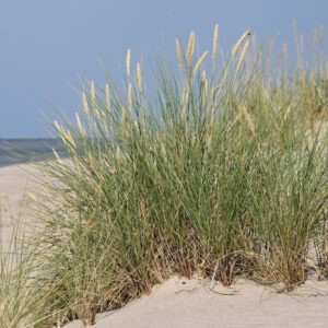 Ammophila arenaria – Helmgras