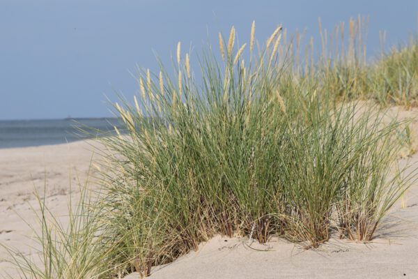 Ammophila arenaria – Helmgras