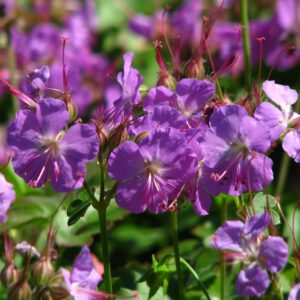 Geranium cantabrigiensis 'Cambridge' – Ooievaarsbek