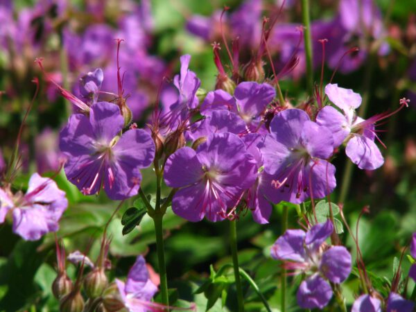 Geranium cantabrigiensis 'Cambridge' – Ooievaarsbek