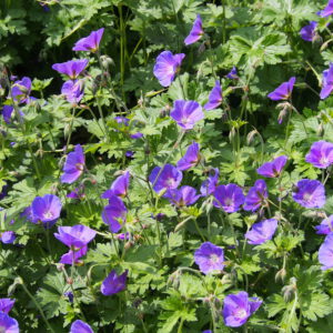 Geranium Johnson's Blue - Ooievaarsbek