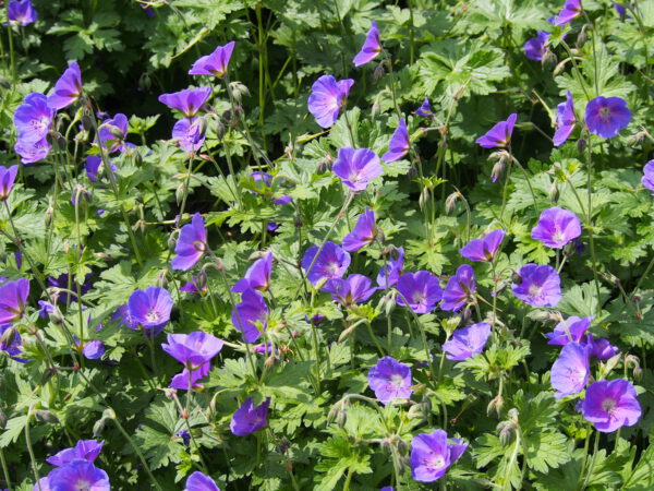 Geranium Johnson's Blue - Ooievaarsbek