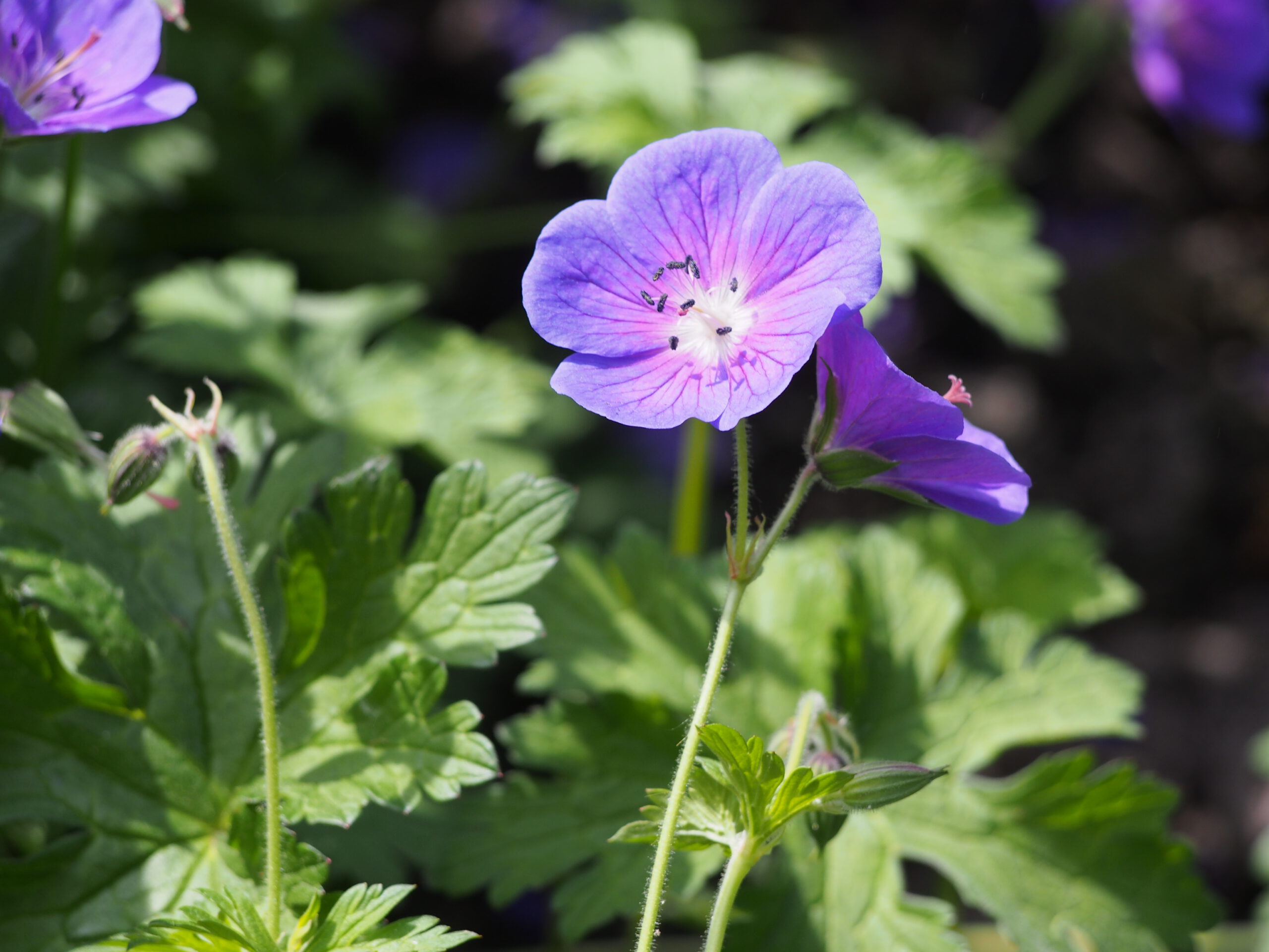 Geranium Johnson's Blue - Ooievaarsbek - Afbeelding 2