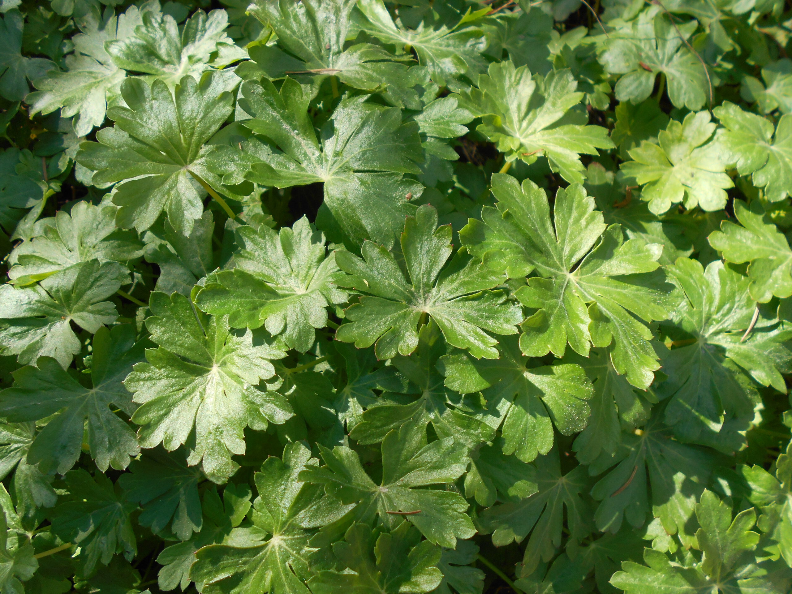 Geranium cantabrigiensis 'Cambridge' – Ooievaarsbek - Afbeelding 2