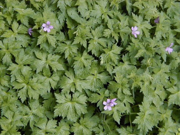 Geranium endressii – Ooievaarsbek - Afbeelding 2