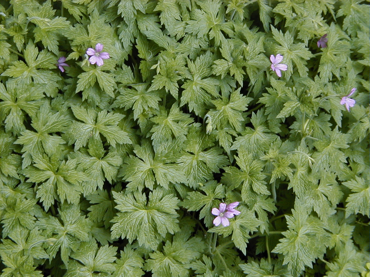 Geranium endressii – Ooievaarsbek - Afbeelding 2