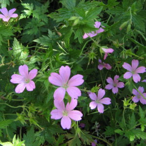 Geranium endressii – Ooievaarsbek