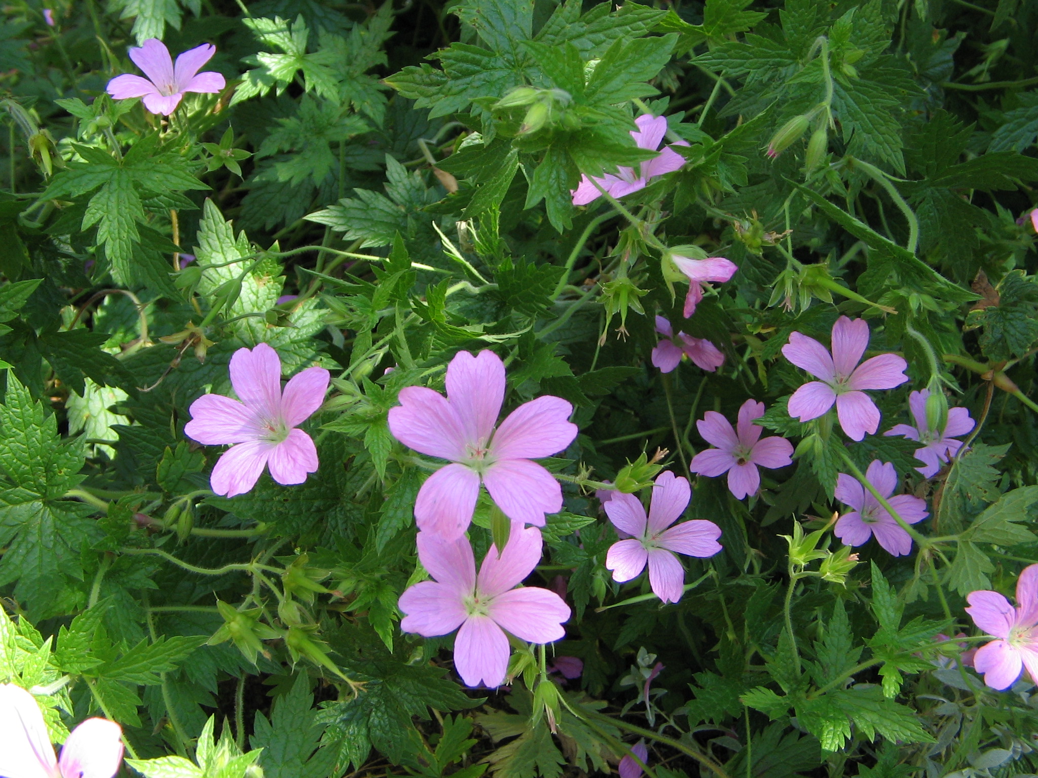 Geranium endressii – Ooievaarsbek