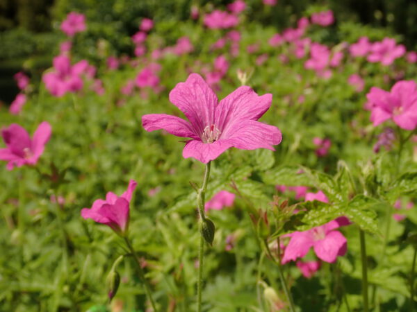 Geranium endressii – Ooievaarsbek - Afbeelding 3