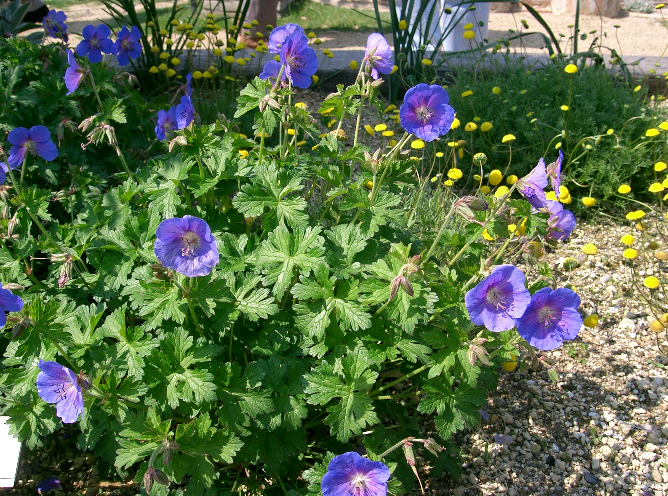 Geranium himalayense - Ooievaarsbek - Afbeelding 3