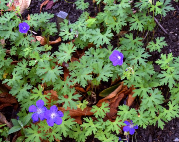 Geranium himalayense - Ooievaarsbek - Afbeelding 2