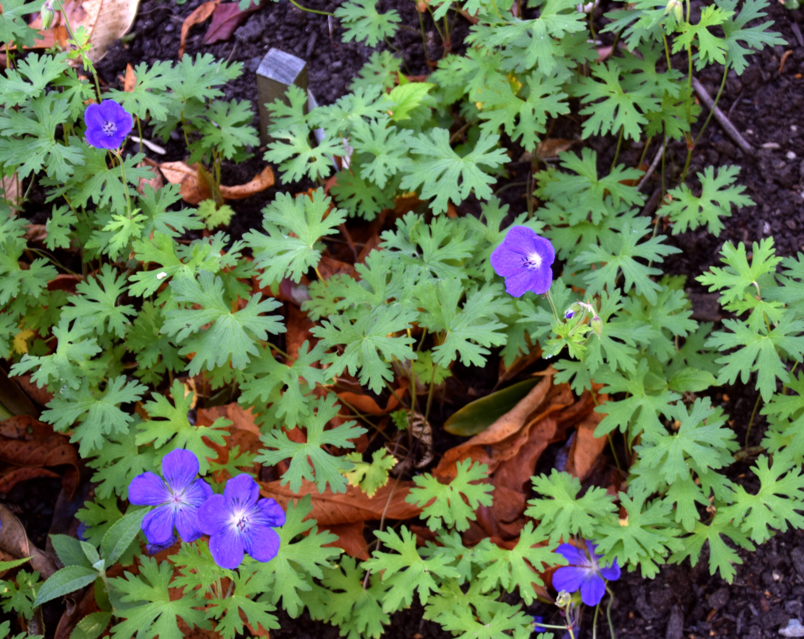 Geranium himalayense - Ooievaarsbek - Afbeelding 2