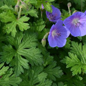 Geranium himalayense - Ooievaarsbek