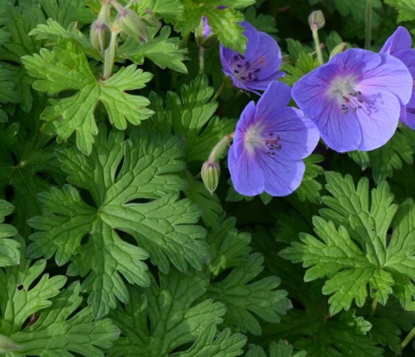 Geranium himalayense - Ooievaarsbek