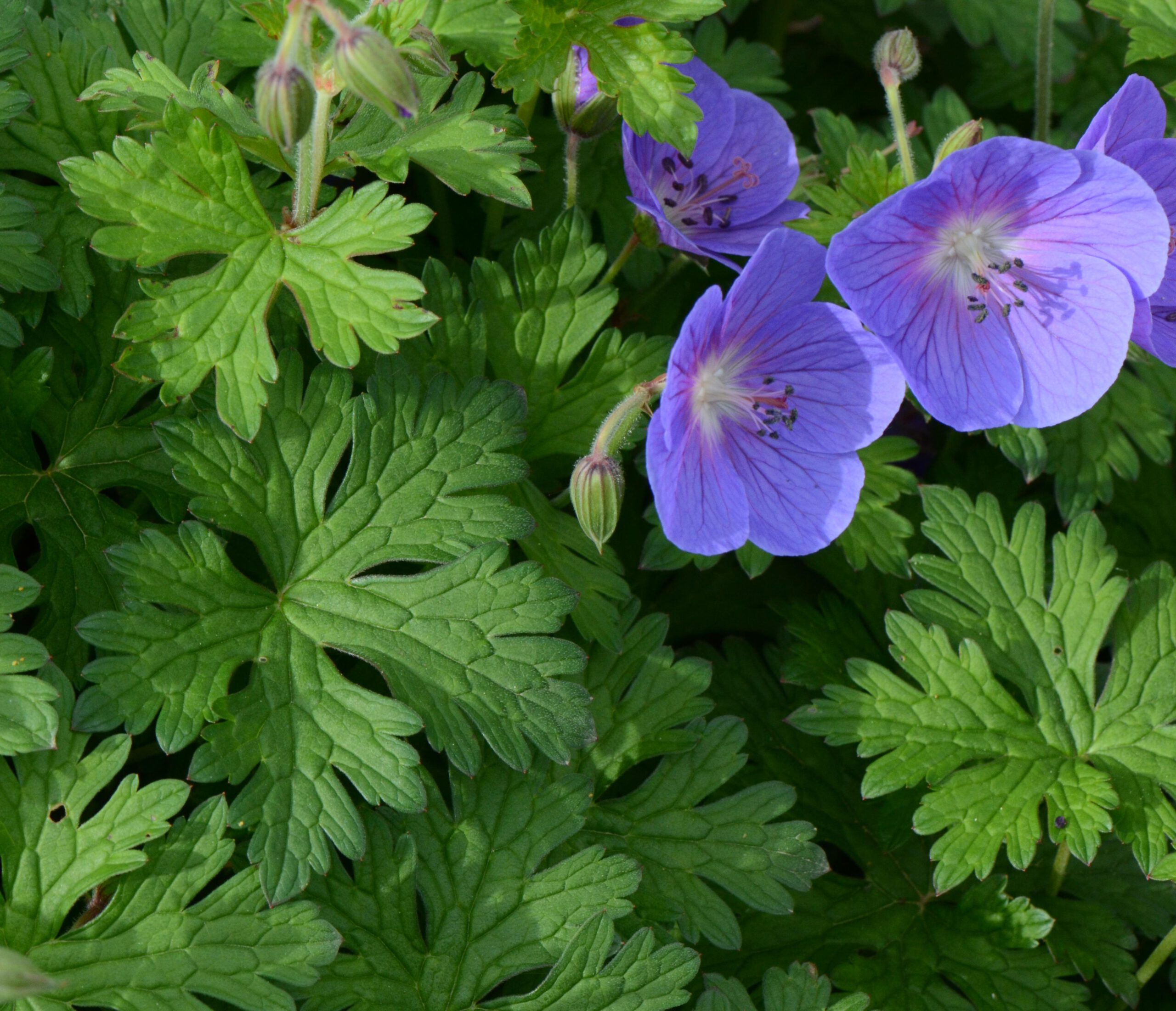 Geranium himalayense - Ooievaarsbek