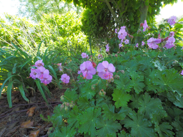 Geranium cantabrigiensis 'Cambridge' – Ooievaarsbek - Afbeelding 3