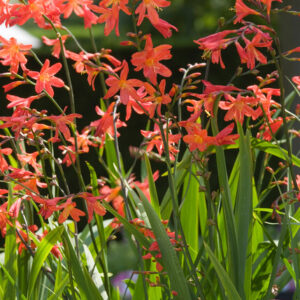 Crocosmia 'Lucifer' – Montbretia