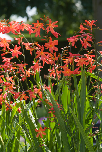 Crocosmia 'Lucifer' – Montbretia