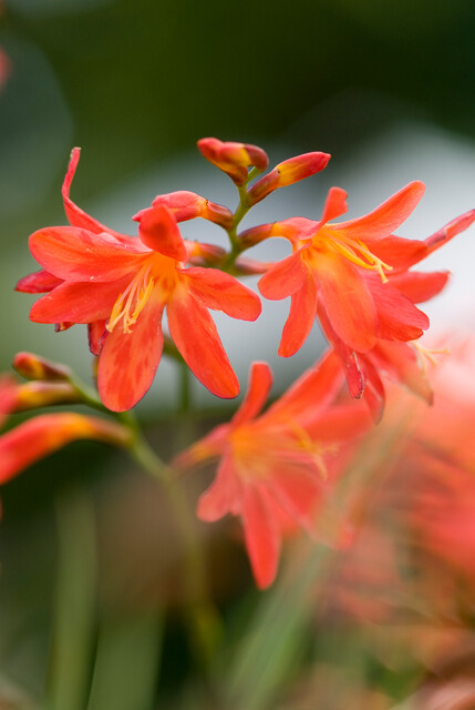 Crocosmia 'Lucifer' – Montbretia - Afbeelding 3