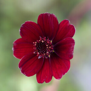 Cosmos atrosanguineus – Chocolade cosmos
