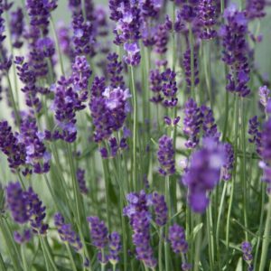 Lavandula angustifolia 'Hidcote' - Lavendel