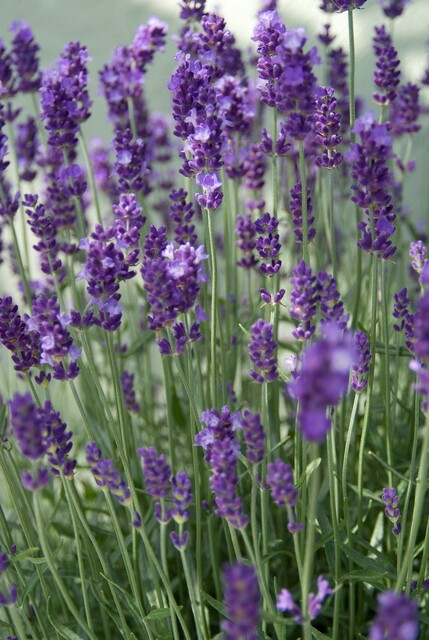 Lavandula angustifolia 'Hidcote' - Lavendel