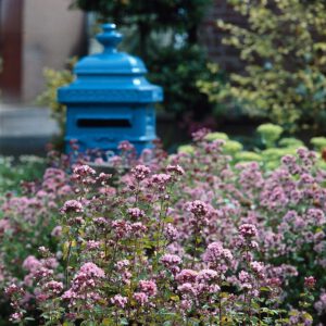 Origanum ‘Rosenkuppel’ – Marjolein