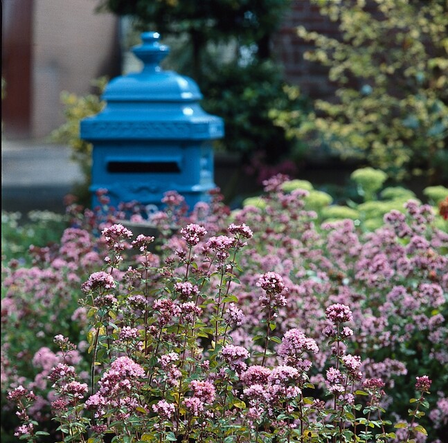 Origanum ‘Rosenkuppel’ – Marjolein