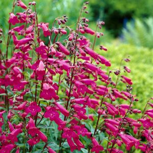 Penstemon 'Andeken an Friedrich Hahn' – Slangekop