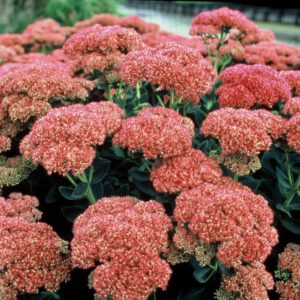 Sedum hybridum 'Herbstfreude' – Vetkruid