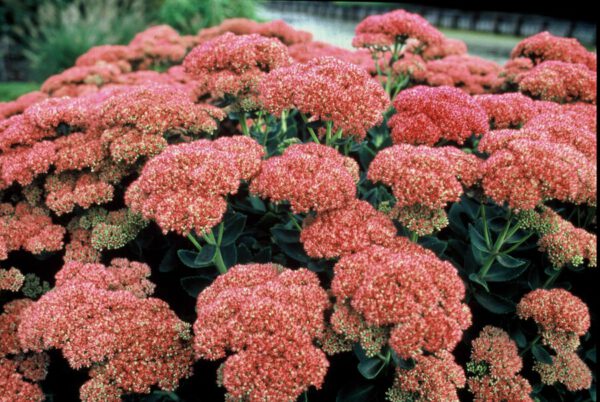 Sedum hybridum 'Herbstfreude' – Vetkruid