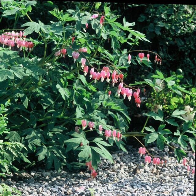 Dicentra spectabilis – Gebroken hartje - Afbeelding 5