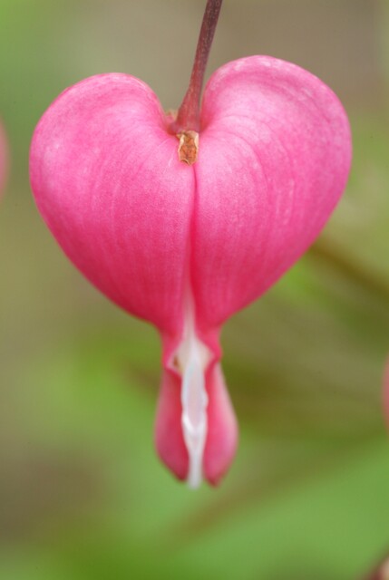 Dicentra spectabilis – Gebroken hartje - Afbeelding 6