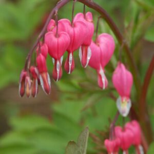 Dicentra spectabilis – Gebroken hartje