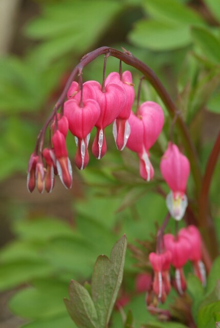 Dicentra spectabilis – Gebroken hartje