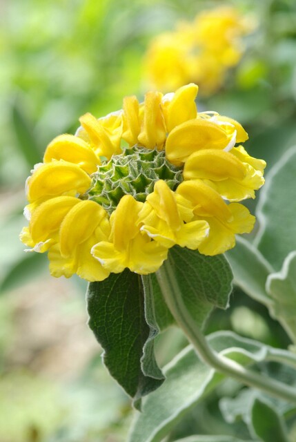 Phlomis russeliana – Brandkruid - Afbeelding 3
