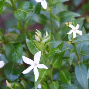 Vinca minor 'Alba' – Kleine Maagdenpalm