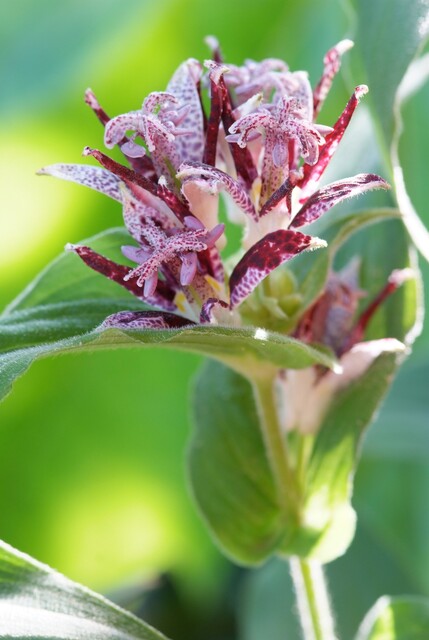 Tricyrtis hirta – Paddenlelie - Afbeelding 3