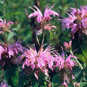 Monarda ‘Croftway Pink’ – Bergamotplant