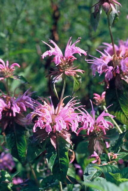 Monarda ‘Croftway Pink’ – Bergamotplant
