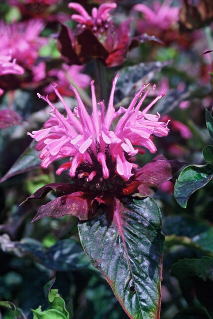 Monarda ‘Beauty of Cobham’ – Bergamotplant - Afbeelding 4