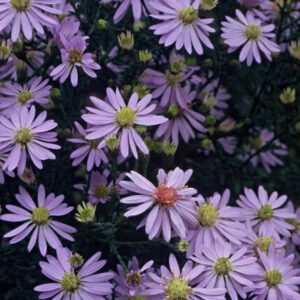 Aster cordifolius