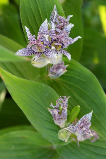 Tricyrtis hirta – Paddenlelie - Afbeelding 4