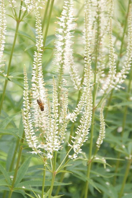 Veronicastrum virginicum 'White Apollo' – Ereprijs - Afbeelding 2