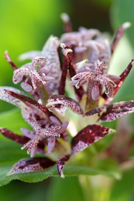 Tricyrtis hirta – Paddenlelie - Afbeelding 5